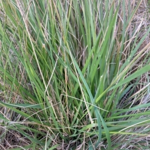 Nassella neesiana at Mount Majura - 27 Nov 2023 05:40 PM