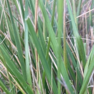 Nassella neesiana at Mount Majura - 27 Nov 2023 05:40 PM