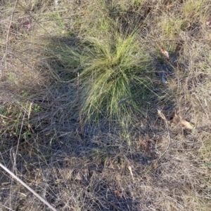 Nassella trichotoma at Mount Majura - 27 Nov 2023