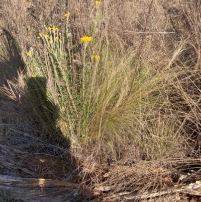 Nassella trichotoma (Serrated Tussock) at The Fair, Watson - 27 Nov 2023 by waltraud