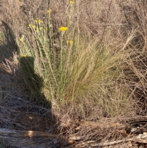 Nassella trichotoma at Mount Majura - 27 Nov 2023