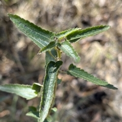 Pavonia hastata (Spearleaf Swampmallow) at Spence, ACT - 25 Nov 2023 by R0ger