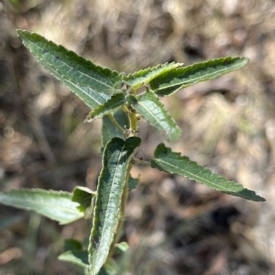 Pavonia hastata (Spearleaf Swampmallow) at Spence, ACT - 25 Nov 2023 by R0ger