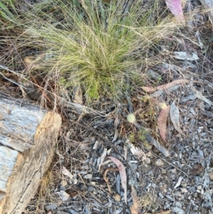 Nassella trichotoma at Mount Majura - 27 Nov 2023