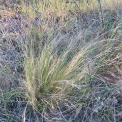 Nassella trichotoma at Mount Majura - 27 Nov 2023