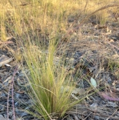 Nassella trichotoma at Mount Majura - 27 Nov 2023