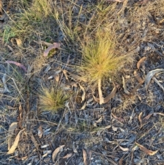 Nassella trichotoma at Mount Majura - 27 Nov 2023