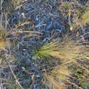 Nassella trichotoma at Mount Majura - 27 Nov 2023