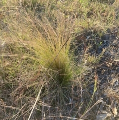 Nassella trichotoma (Serrated Tussock) at Watson, ACT - 27 Nov 2023 by waltraud