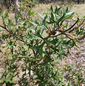 Grevillea ramosissima subsp. ramosissima at Mount Ainslie - 30 Nov 2023 03:21 PM