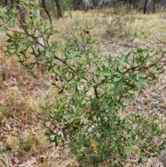 Grevillea ramosissima subsp. ramosissima at Mount Ainslie - 30 Nov 2023