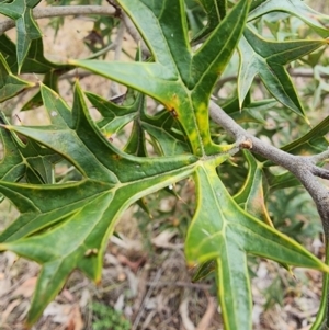 Grevillea ramosissima subsp. ramosissima at Mount Ainslie - 30 Nov 2023
