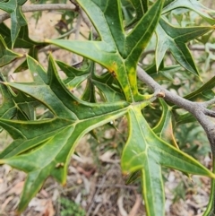 Grevillea ramosissima subsp. ramosissima at Mount Ainslie - 30 Nov 2023