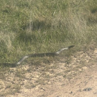 Pseudechis porphyriacus (Red-bellied Black Snake) at Rendezvous Creek, ACT - 17 Nov 2023 by jojobrown