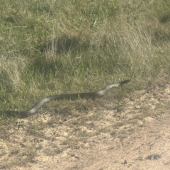 Pseudechis porphyriacus (Red-bellied Black Snake) at Rendezvous Creek, ACT - 17 Nov 2023 by jojobrown