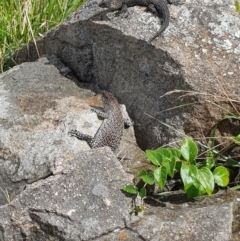 Egernia cunninghami (Cunningham's Skink) at Cooleman Ridge - 30 Nov 2023 by DesB