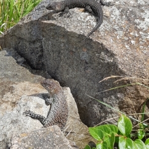 Egernia cunninghami at Cooleman Ridge - 30 Nov 2023