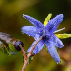 Dianella sp. (Flax Lily) at Brunswick Heads, NSW - 7 Oct 2023 by mmpix