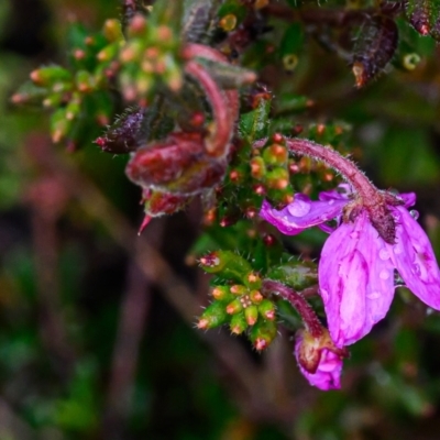 Tetratheca thymifolia (Black-eyed Susan) at Brunswick Heads, NSW - 7 Oct 2023 by mmpix