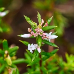 Leucopogon pimeleoides at Brunswick Heads, NSW - 7 Oct 2023 by mmpix