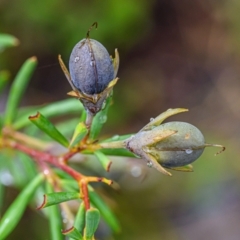 Gompholobium virgatum (Leafy Wedge Pea) at Brunswick Heads, NSW - 18 Sep 2023 by mmpix