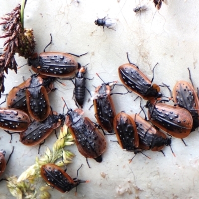 Ptomaphila lacrymosa (Carrion Beetle) at Mount Painter - 29 Nov 2023 by CathB