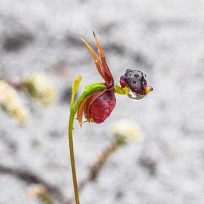 Caleana major (Large Duck Orchid) at Brunswick Heads, NSW - 18 Sep 2023 by mmpix