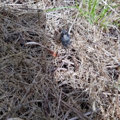 Scarabaeinae (subfamily) (Dung beetle) at Cooleman Ridge - 30 Nov 2023 by DesB