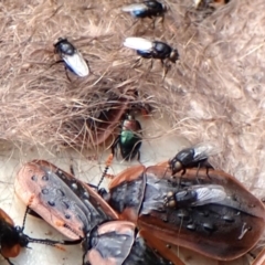 Saprinus (Saprinus) sp. (genus & subgenus) (Metallic hister beetle) at Cook, ACT - 29 Nov 2023 by CathB