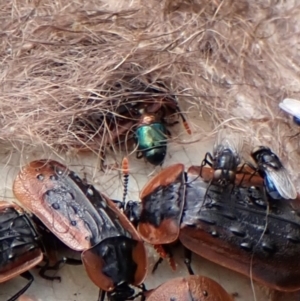 Saprinus (Saprinus) sp. (genus & subgenus) at Mount Painter - 29 Nov 2023