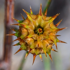 Unidentified Plant at Brunswick Heads, NSW - 7 Oct 2023 by mmpix