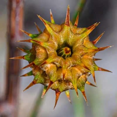 Unidentified Plant at Wallum - 7 Oct 2023 by mmpix