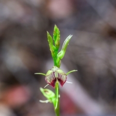 Cryptostylis erecta (Bonnet Orchid) at Brunswick Heads, NSW - 7 Oct 2023 by mmpix
