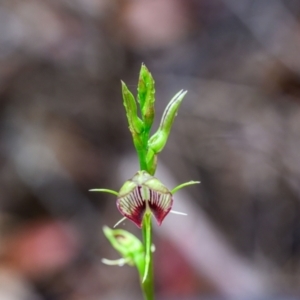 Cryptostylis erecta at Wallum - suppressed