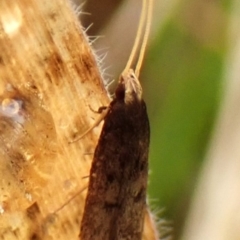 Achoria inopina (A Longhorned Moth (family Leciithoceridae)) at Cook, ACT - 29 Nov 2023 by CathB