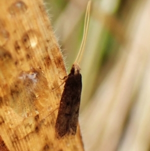 Achoria inopina at Mount Painter - 29 Nov 2023