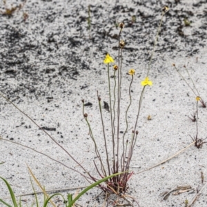 Xyris sp. at Wallum - 18 Sep 2023