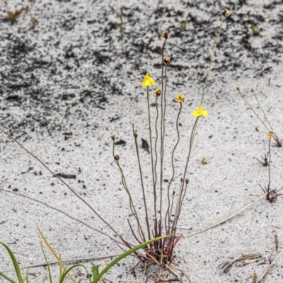 Xyris sp. (Yellow Eye) at Wallum - 18 Sep 2023 by mmpix