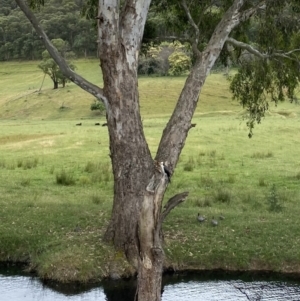 Microcarbo melanoleucos at Alpine Shire - 30 Nov 2023