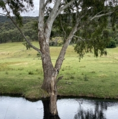 Microcarbo melanoleucos at Alpine Shire - 30 Nov 2023