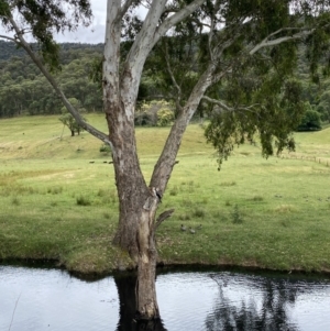 Microcarbo melanoleucos at Alpine Shire - 30 Nov 2023