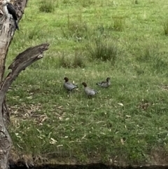 Chenonetta jubata (Australian Wood Duck) at Alpine Shire - 30 Nov 2023 by jksmits