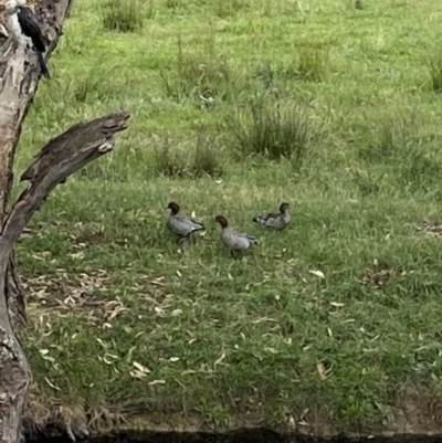 Chenonetta jubata (Australian Wood Duck) at Alpine Shire - 30 Nov 2023 by jksmits