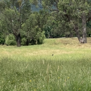 Threskiornis spinicollis at Alpine Shire - 28 Nov 2023 10:36 AM