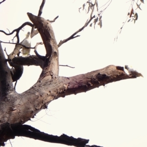 Callocephalon fimbriatum (identifiable birds) at Cook, ACT - 29 Nov 2023