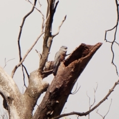 Callocephalon fimbriatum (identifiable birds) at Cook, ACT - 29 Nov 2023