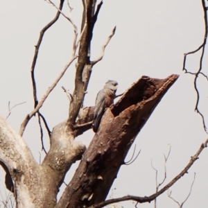 Callocephalon fimbriatum (identifiable birds) at Cook, ACT - 29 Nov 2023