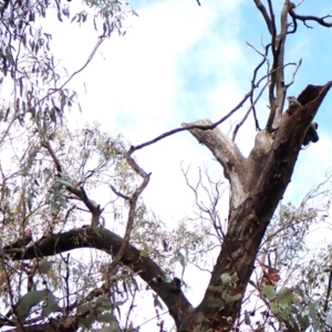 Callocephalon fimbriatum (identifiable birds) at Cook, ACT - 29 Nov 2023