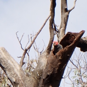 Callocephalon fimbriatum (identifiable birds) at Cook, ACT - 29 Nov 2023