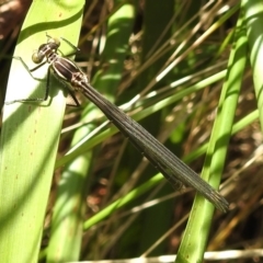 Austroargiolestes icteromelas (Common Flatwing) at Tidbinbilla Nature Reserve - 26 Nov 2023 by JohnBundock